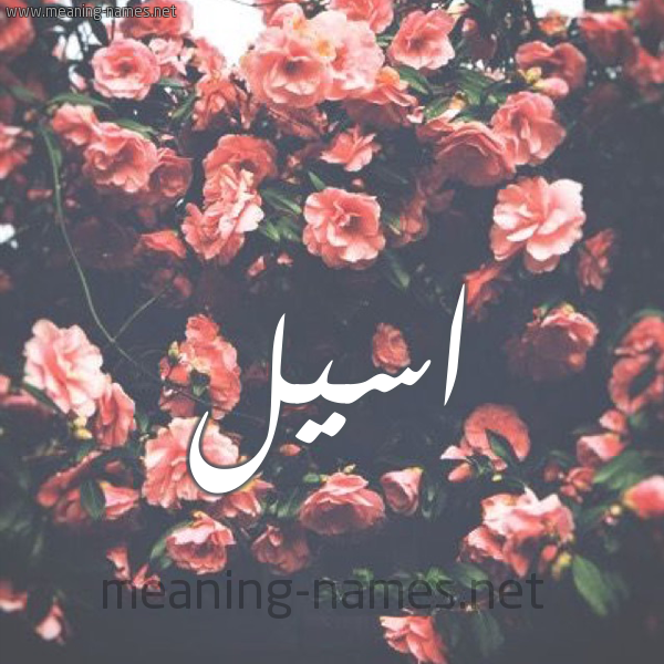 شكل 10 صوره ورود للإسم بخط رقعة صورة اسم اسيل Aseel شكل 10 صوره ورود للإسم بخط رقعة صورة اسم اسيل Aseel