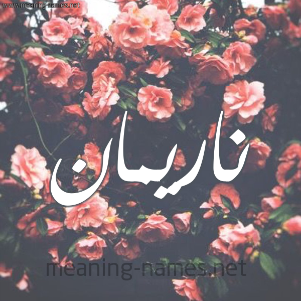 شكل 10 صوره ورود للإسم بخط رقعة صورة اسم ناريمان Nareman شكل 10 صوره ورود للإسم بخط رقعة صورة اسم ناريمان Nareman