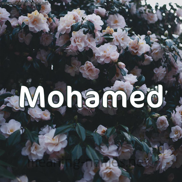 شكل 11 صوره ورود فل وياسمين للإسم بخط رقعة