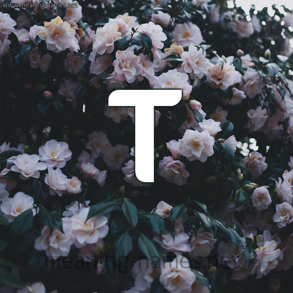 شكل 11 صوره ورود فل وياسمين للإسم بخط رقعة