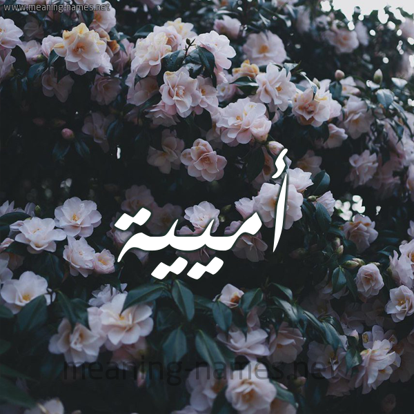 شكل 11 صوره ورود فل وياسمين للإسم بخط رقعة صورة اسم أميية Umayyah