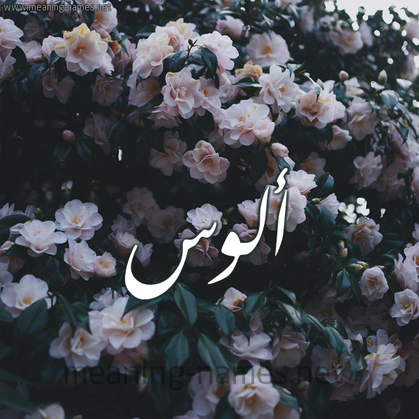 شكل 11 صوره ورود فل وياسمين للإسم بخط رقعة صورة اسم أَلُّوس AALOOS شكل 11 صوره ورود فل وياسمين للإسم بخط رقعة صورة اسم أَلُّوس AALOOS