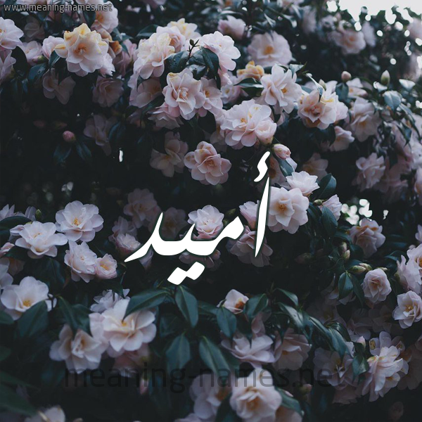 شكل 11 صوره ورود فل وياسمين للإسم بخط رقعة صورة اسم أُمِّيد AOMEID شكل 11 صوره ورود فل وياسمين للإسم بخط رقعة صورة اسم أُمِّيد AOMEID