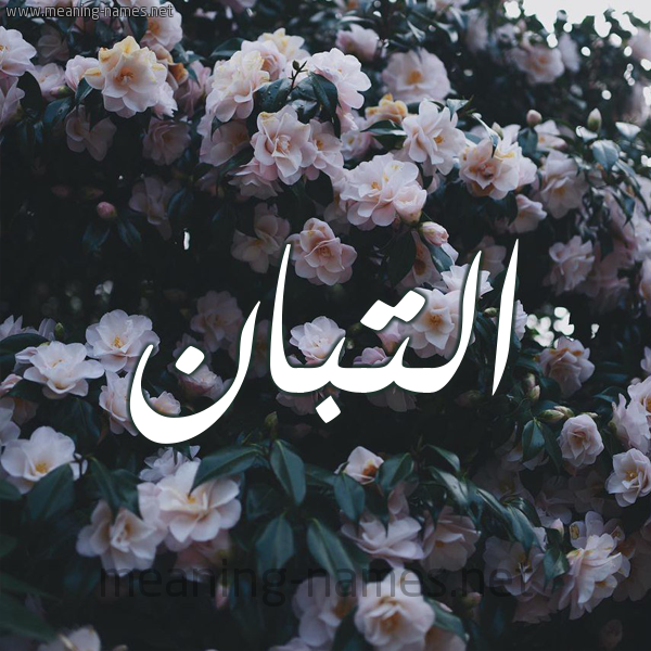 شكل 11 صوره ورود فل وياسمين للإسم بخط رقعة صورة اسم التَّبَّان ALTABAAN شكل 11 صوره ورود فل وياسمين للإسم بخط رقعة صورة اسم التَّبَّان ALTABAAN