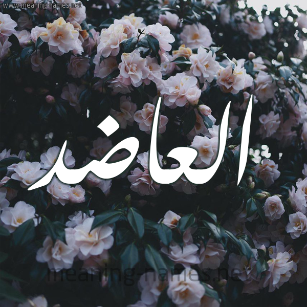 شكل 11 صوره ورود فل وياسمين للإسم بخط رقعة