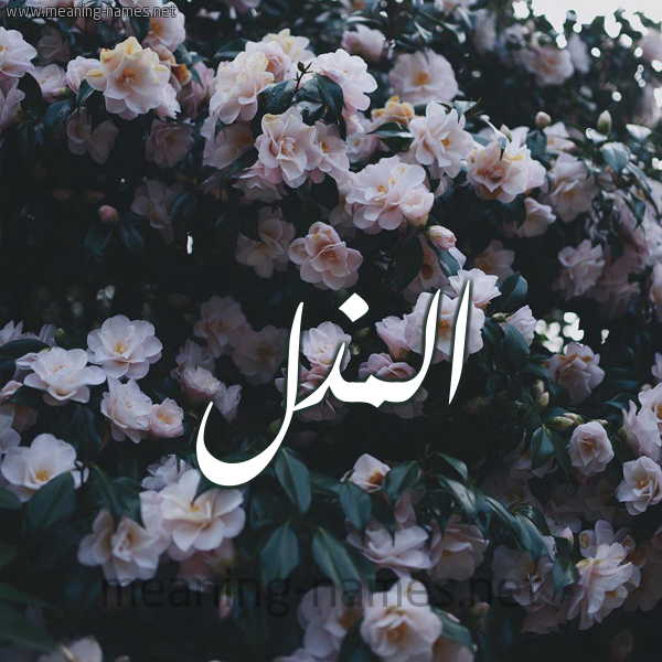 شكل 11 صوره ورود فل وياسمين للإسم بخط رقعة