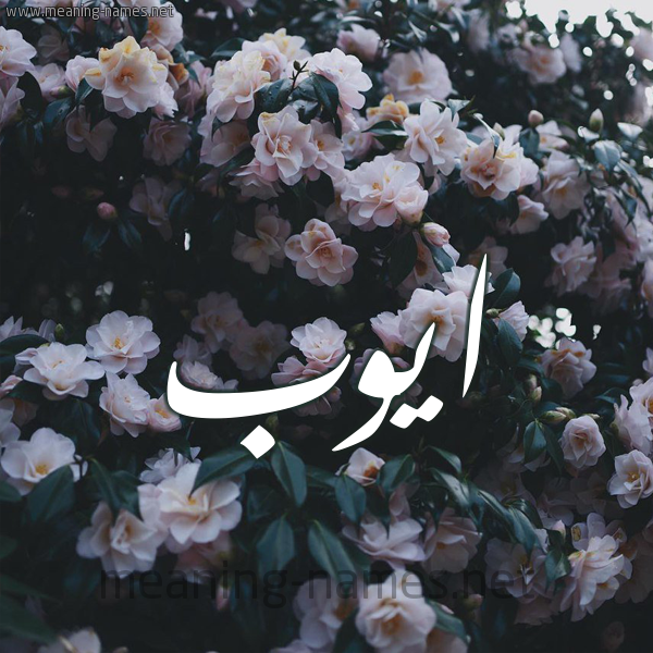 شكل 11 صوره ورود فل وياسمين للإسم بخط رقعة صورة اسم ايُّوب Aioub شكل 11 صوره ورود فل وياسمين للإسم بخط رقعة صورة اسم ايُّوب Aioub