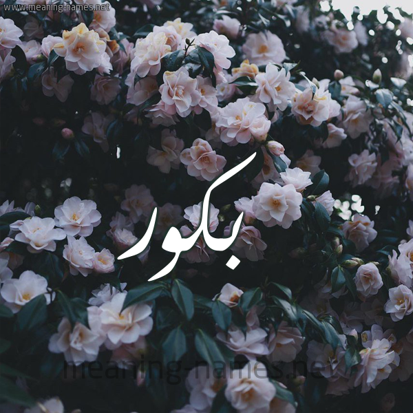شكل 11 صوره ورود فل وياسمين للإسم بخط رقعة صورة اسم بَكُّور BAKOOR شكل 11 صوره ورود فل وياسمين للإسم بخط رقعة صورة اسم بَكُّور BAKOOR