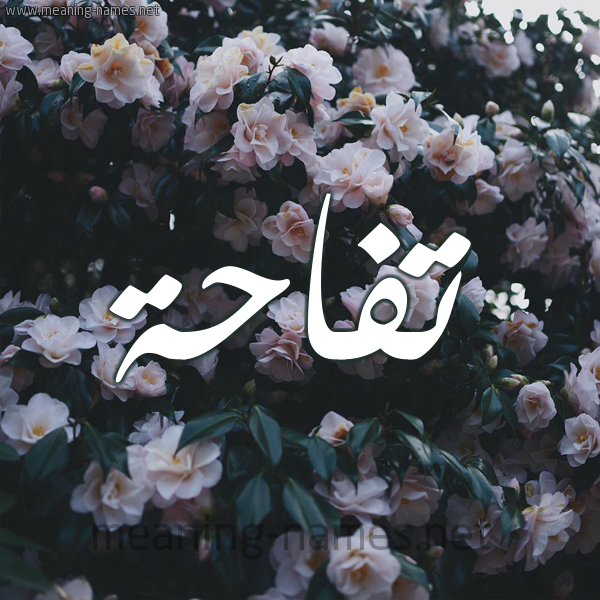 شكل 11 صوره ورود فل وياسمين للإسم بخط رقعة صورة اسم تُفَّاحة TOFAAHH شكل 11 صوره ورود فل وياسمين للإسم بخط رقعة صورة اسم تُفَّاحة TOFAAHH