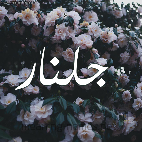 شكل 11 صوره ورود فل وياسمين للإسم بخط رقعة صورة اسم جُلَّنار GOLANAR شكل 11 صوره ورود فل وياسمين للإسم بخط رقعة صورة اسم جُلَّنار GOLANAR