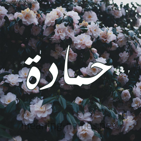 شكل 11 صوره ورود فل وياسمين للإسم بخط رقعة صورة اسم حَمَّادة HAMAADH شكل 11 صوره ورود فل وياسمين للإسم بخط رقعة صورة اسم حَمَّادة HAMAADH