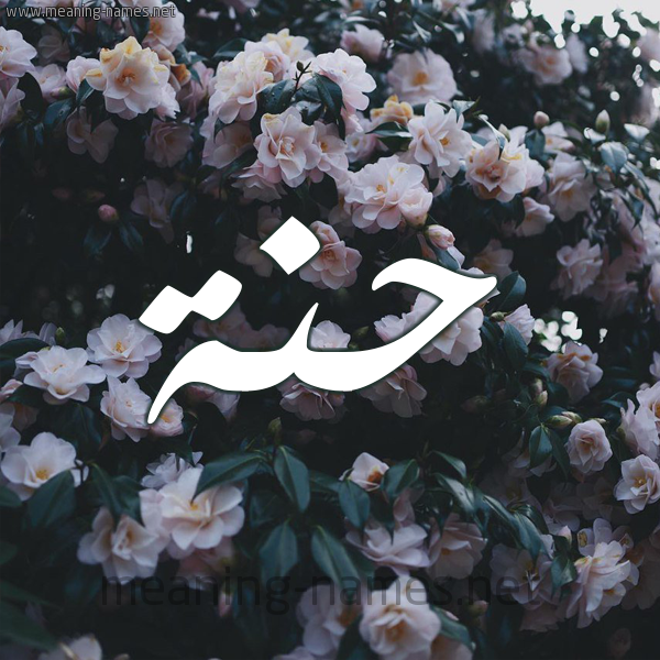 شكل 11 صوره ورود فل وياسمين للإسم بخط رقعة صورة اسم حَنَّة HANAH شكل 11 صوره ورود فل وياسمين للإسم بخط رقعة صورة اسم حَنَّة HANAH