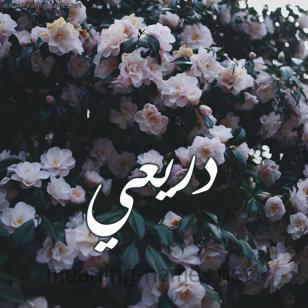 شكل 11 صوره ورود فل وياسمين للإسم بخط رقعة