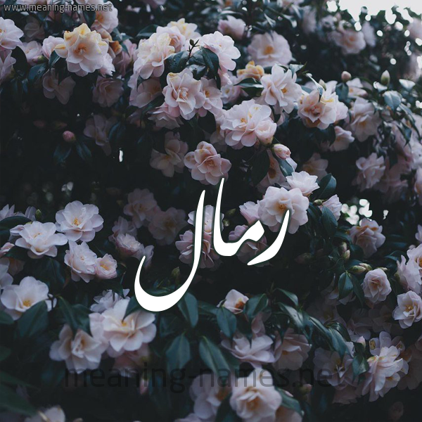 شكل 11 صوره ورود فل وياسمين للإسم بخط رقعة صورة اسم رَمَّال RAMAAL شكل 11 صوره ورود فل وياسمين للإسم بخط رقعة صورة اسم رَمَّال RAMAAL