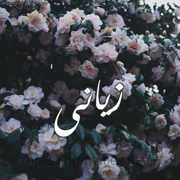 شكل 11 صوره ورود فل وياسمين للإسم بخط رقعة صورة اسم زيَّانى ziani شكل 11 صوره ورود فل وياسمين للإسم بخط رقعة صورة اسم زيَّانى ziani