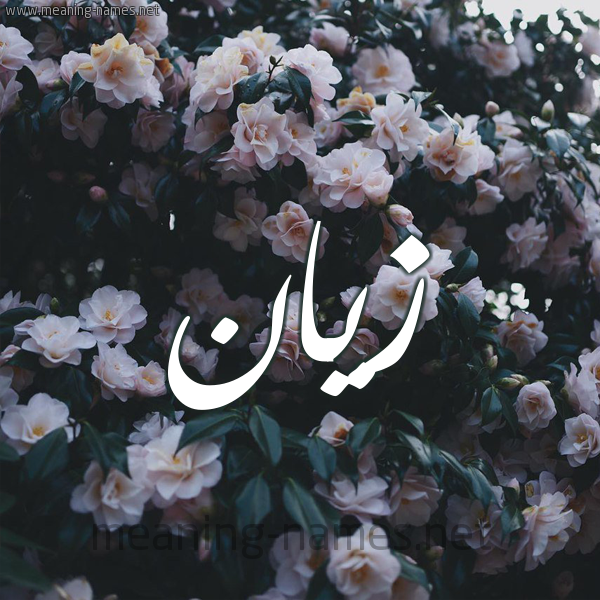 شكل 11 صوره ورود فل وياسمين للإسم بخط رقعة صورة اسم زَيَّان ZAIAAN شكل 11 صوره ورود فل وياسمين للإسم بخط رقعة صورة اسم زَيَّان ZAIAAN