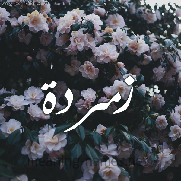 شكل 11 صوره ورود فل وياسمين للإسم بخط رقعة صورة اسم زُمُرُّدة ZOMORODH شكل 11 صوره ورود فل وياسمين للإسم بخط رقعة صورة اسم زُمُرُّدة ZOMORODH