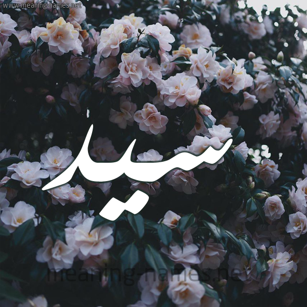 شكل 11 صوره ورود فل وياسمين للإسم بخط رقعة صورة اسم سَيِّد SAIED شكل 11 صوره ورود فل وياسمين للإسم بخط رقعة صورة اسم سَيِّد SAIED