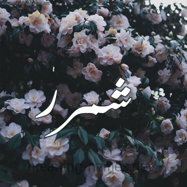 شكل 11 صوره ورود فل وياسمين للإسم بخط رقعة صورة اسم شمَّرر Shammar شكل 11 صوره ورود فل وياسمين للإسم بخط رقعة صورة اسم شمَّرر Shammar