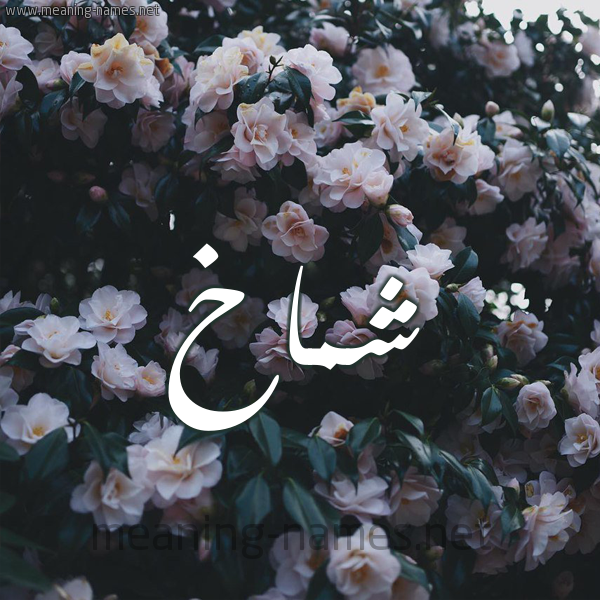 شكل 11 صوره ورود فل وياسمين للإسم بخط رقعة صورة اسم شَمَّاخ SHAMAAKH شكل 11 صوره ورود فل وياسمين للإسم بخط رقعة صورة اسم شَمَّاخ SHAMAAKH