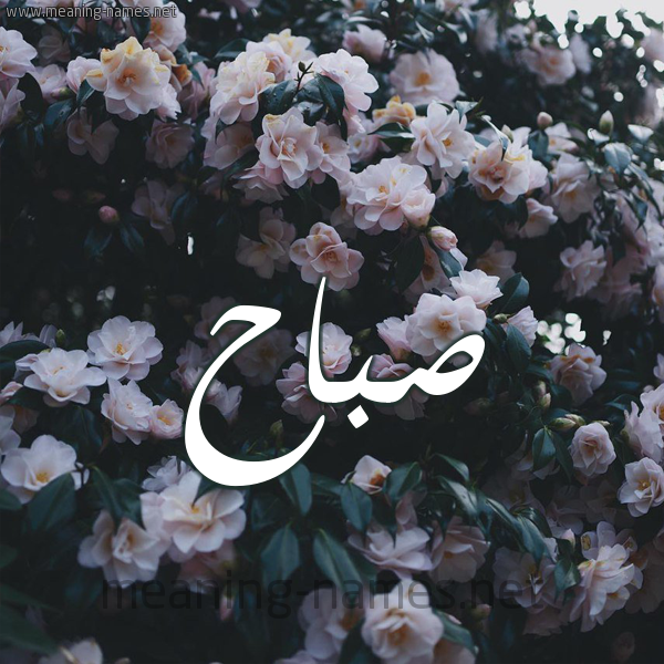 شكل 11 صوره ورود فل وياسمين للإسم بخط رقعة صورة اسم صَبَّاح SABAAH شكل 11 صوره ورود فل وياسمين للإسم بخط رقعة صورة اسم صَبَّاح SABAAH