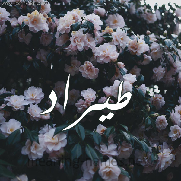 شكل 11 صوره ورود فل وياسمين للإسم بخط رقعة صورة اسم طيرَّاد Tarrad شكل 11 صوره ورود فل وياسمين للإسم بخط رقعة صورة اسم طيرَّاد Tarrad