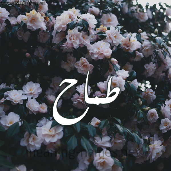 شكل 11 صوره ورود فل وياسمين للإسم بخط رقعة صورة اسم طَمَّاح TAMAAH شكل 11 صوره ورود فل وياسمين للإسم بخط رقعة صورة اسم طَمَّاح TAMAAH