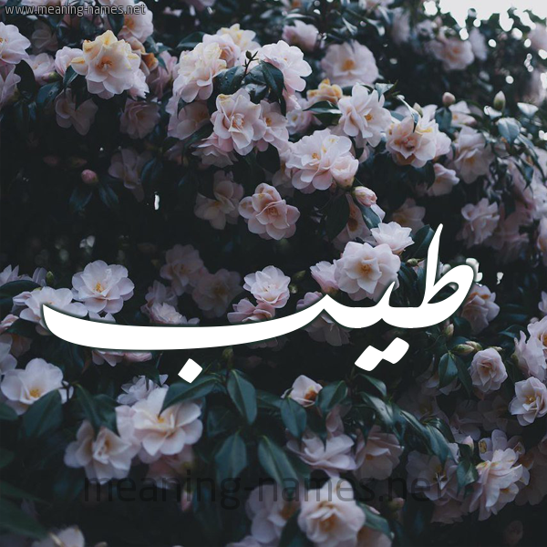 شكل 11 صوره ورود فل وياسمين للإسم بخط رقعة صورة اسم طَيِّب TAIEB شكل 11 صوره ورود فل وياسمين للإسم بخط رقعة صورة اسم طَيِّب TAIEB