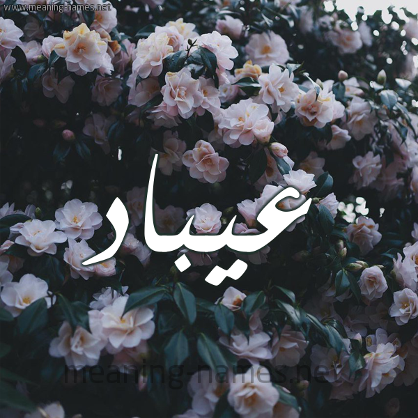 شكل 11 صوره ورود فل وياسمين للإسم بخط رقعة صورة اسم عيبَّاد Abbad شكل 11 صوره ورود فل وياسمين للإسم بخط رقعة صورة اسم عيبَّاد Abbad