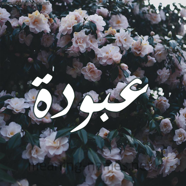 شكل 11 صوره ورود فل وياسمين للإسم بخط رقعة صورة اسم عَبُّودة AABOODH شكل 11 صوره ورود فل وياسمين للإسم بخط رقعة صورة اسم عَبُّودة AABOODH