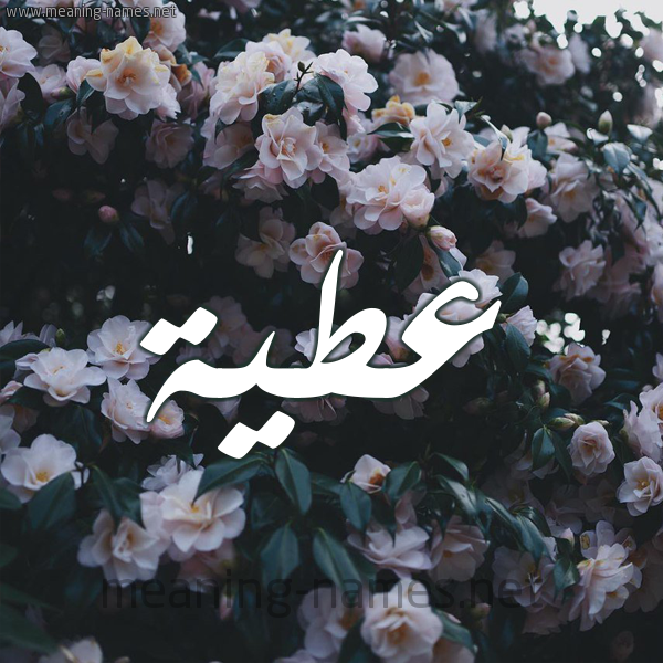 شكل 11 صوره ورود فل وياسمين للإسم بخط رقعة صورة اسم عَطِيَّة AATEIAH شكل 11 صوره ورود فل وياسمين للإسم بخط رقعة صورة اسم عَطِيَّة AATEIAH