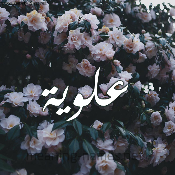 شكل 11 صوره ورود فل وياسمين للإسم بخط رقعة صورة اسم عَلَوِيَّة AALAOEIAH شكل 11 صوره ورود فل وياسمين للإسم بخط رقعة صورة اسم عَلَوِيَّة AALAOEIAH
