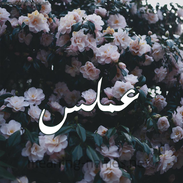 شكل 11 صوره ورود فل وياسمين للإسم بخط رقعة صورة اسم عَمَلَّس AAMALAS شكل 11 صوره ورود فل وياسمين للإسم بخط رقعة صورة اسم عَمَلَّس AAMALAS