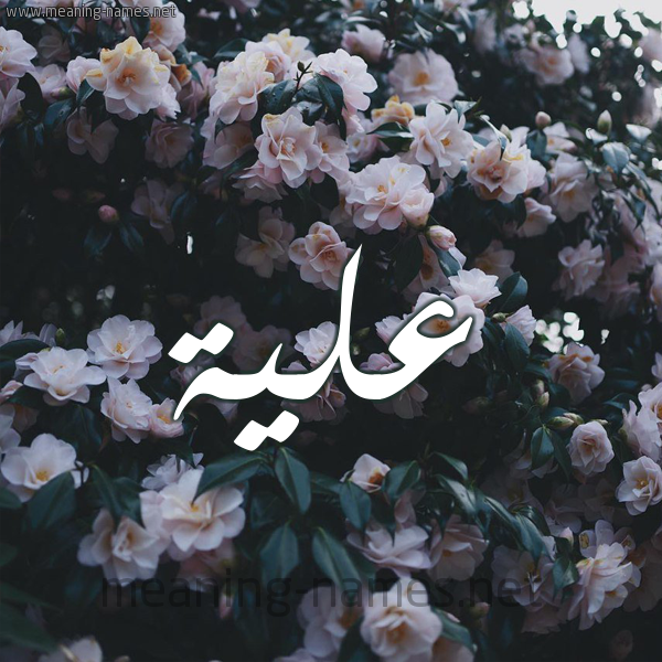 شكل 11 صوره ورود فل وياسمين للإسم بخط رقعة صورة اسم عُلَيَّة AOLAIAH شكل 11 صوره ورود فل وياسمين للإسم بخط رقعة صورة اسم عُلَيَّة AOLAIAH