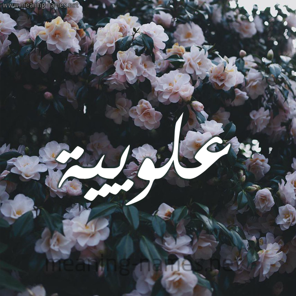 شكل 11 صوره ورود فل وياسمين للإسم بخط رقعة صورة اسم عُلْوِيَّية AOLOEIAIH شكل 11 صوره ورود فل وياسمين للإسم بخط رقعة صورة اسم عُلْوِيَّية AOLOEIAIH