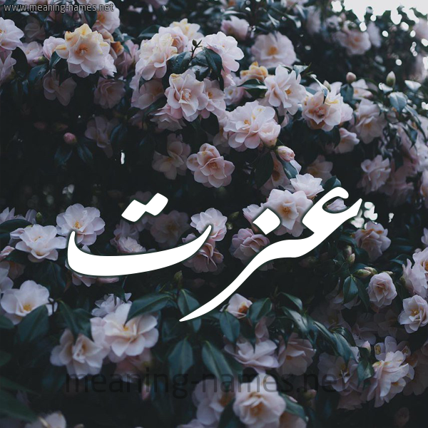شكل 11 صوره ورود فل وياسمين للإسم بخط رقعة صورة اسم عِزَّت AEZAT شكل 11 صوره ورود فل وياسمين للإسم بخط رقعة صورة اسم عِزَّت AEZAT