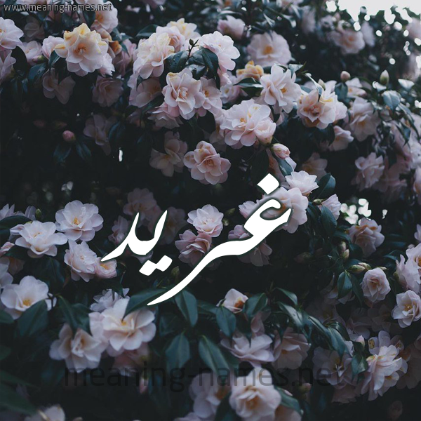 صورة اسم غِرِّيد GHEREID شكل 11 صوره ورود فل وياسمين للإسم بخط رقعة صورة اسم غِرِّيد GHEREID شكل 11 صوره ورود فل وياسمين للإسم بخط رقعة