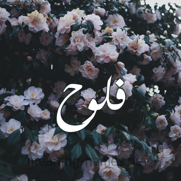 شكل 11 صوره ورود فل وياسمين للإسم بخط رقعة صورة اسم فَلُّوح FALOOH شكل 11 صوره ورود فل وياسمين للإسم بخط رقعة صورة اسم فَلُّوح FALOOH