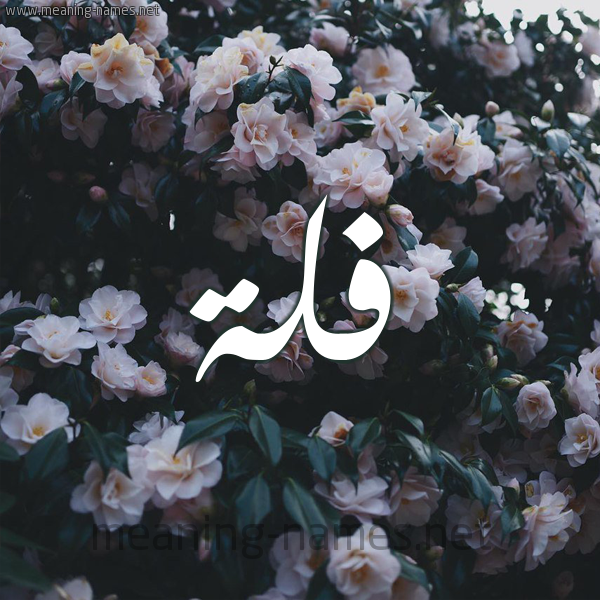 شكل 11 صوره ورود فل وياسمين للإسم بخط رقعة صورة اسم فُلَّة FOLAH شكل 11 صوره ورود فل وياسمين للإسم بخط رقعة صورة اسم فُلَّة FOLAH