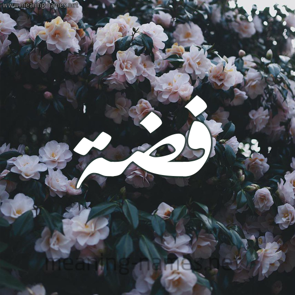 شكل 11 صوره ورود فل وياسمين للإسم بخط رقعة صورة اسم فِضَّة Fidah شكل 11 صوره ورود فل وياسمين للإسم بخط رقعة صورة اسم فِضَّة Fidah