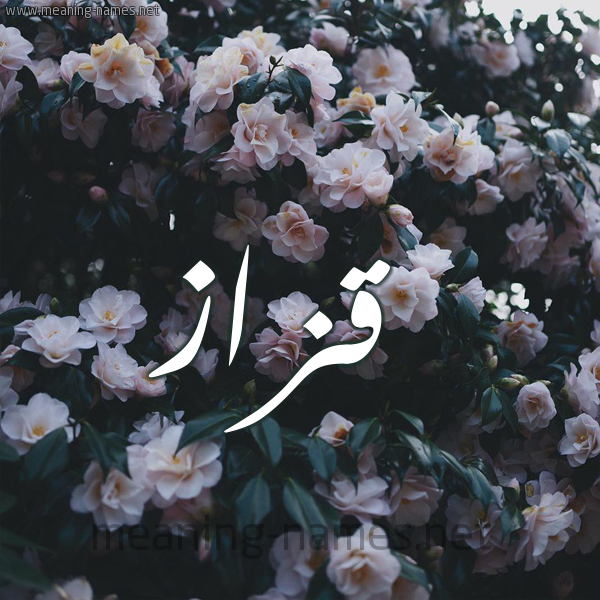 شكل 11 صوره ورود فل وياسمين للإسم بخط رقعة صورة اسم قَزَّاز QAZAAZ شكل 11 صوره ورود فل وياسمين للإسم بخط رقعة صورة اسم قَزَّاز QAZAAZ