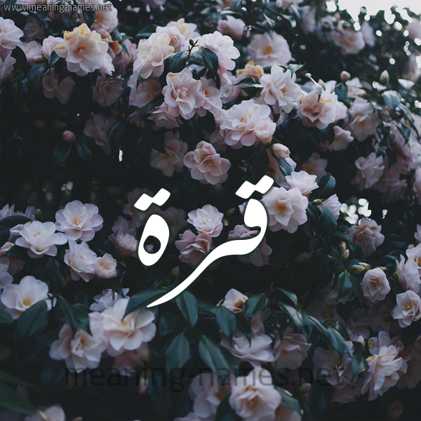 شكل 11 صوره ورود فل وياسمين للإسم بخط رقعة صورة اسم قُرَّةَ QORAHA شكل 11 صوره ورود فل وياسمين للإسم بخط رقعة صورة اسم قُرَّةَ QORAHA