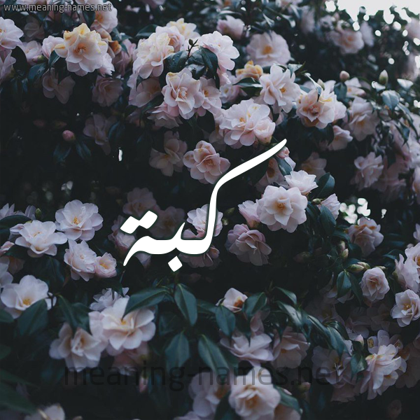 شكل 11 صوره ورود فل وياسمين للإسم بخط رقعة صورة اسم كُبَّة KOBAH شكل 11 صوره ورود فل وياسمين للإسم بخط رقعة صورة اسم كُبَّة KOBAH