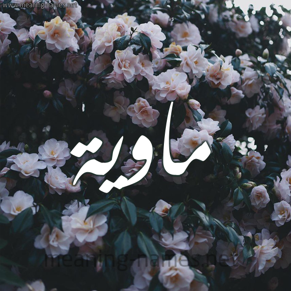شكل 11 صوره ورود فل وياسمين للإسم بخط رقعة صورة اسم ماوِيَّة MAOEIAH شكل 11 صوره ورود فل وياسمين للإسم بخط رقعة صورة اسم ماوِيَّة MAOEIAH