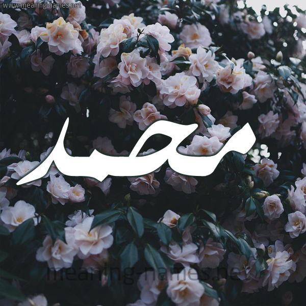 شكل 11 صوره ورود فل وياسمين للإسم بخط رقعة صورة اسم محمَّد Mohammed شكل 11 صوره ورود فل وياسمين للإسم بخط رقعة صورة اسم محمَّد Mohammed