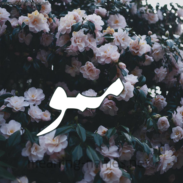 شكل 11 صوره ورود فل وياسمين للإسم بخط رقعة صورة اسم مَمُّو MAMOO شكل 11 صوره ورود فل وياسمين للإسم بخط رقعة صورة اسم مَمُّو MAMOO