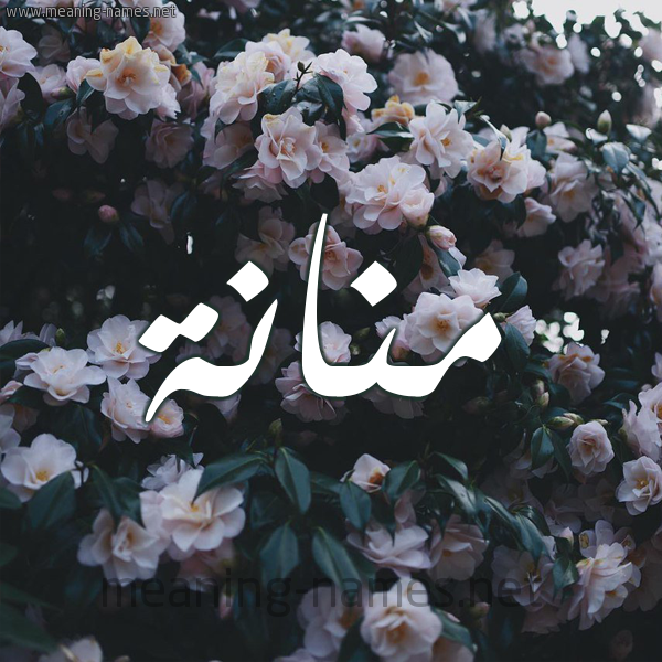 شكل 11 صوره ورود فل وياسمين للإسم بخط رقعة صورة اسم مَنَّانة MANAANH شكل 11 صوره ورود فل وياسمين للإسم بخط رقعة صورة اسم مَنَّانة MANAANH