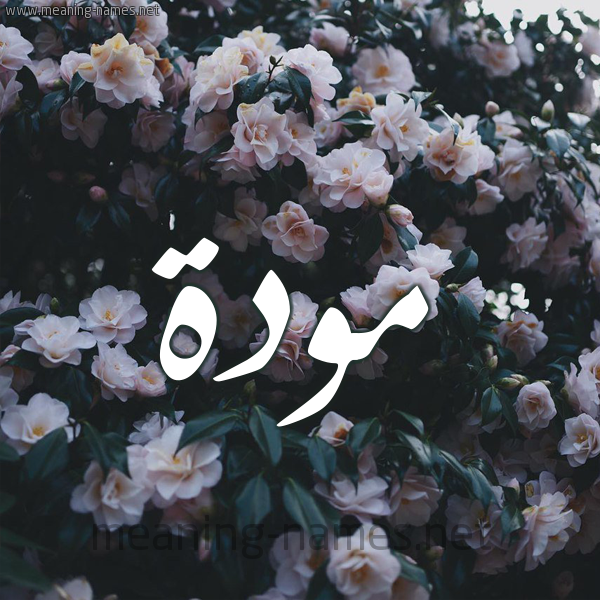 شكل 11 صوره ورود فل وياسمين للإسم بخط رقعة صورة اسم مَوَدَّة MAOADAH شكل 11 صوره ورود فل وياسمين للإسم بخط رقعة صورة اسم مَوَدَّة MAOADAH