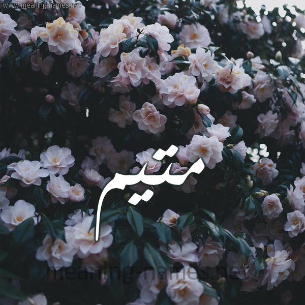 شكل 11 صوره ورود فل وياسمين للإسم بخط رقعة صورة اسم مُتَيَّم MOTAIAM شكل 11 صوره ورود فل وياسمين للإسم بخط رقعة صورة اسم مُتَيَّم MOTAIAM