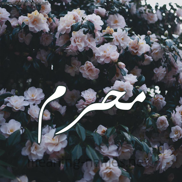 شكل 11 صوره ورود فل وياسمين للإسم بخط رقعة صورة اسم مُحَرَّم MOHARAM شكل 11 صوره ورود فل وياسمين للإسم بخط رقعة صورة اسم مُحَرَّم MOHARAM